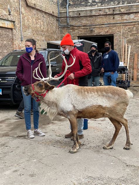 Hardy's reindeer farm - Nov 27, 2023 · Snowman’s Reindeer Farm allows visitors to pet and feed reindeer at various stations within the farm. ALL VISITS ARE Pre-Paid RESERVATION ONLY. See their website or call 309-647-0569 for more information. Address: 25599 East Middle Lake Rd., Canton, IL 61520 (about 195 miles from Chicago about a 3 hour drive) 
